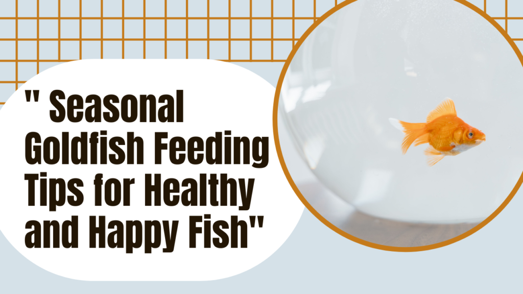 seasonal goldfish feeding tips